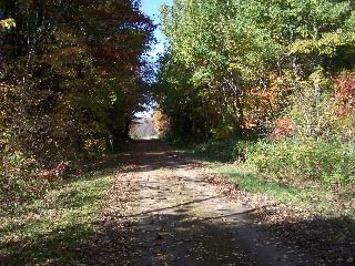 Canopy of trees over the 400 State Trail